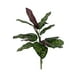 thumbnail image 1 of Planta Decorativa Ramo Calatea Uv 56cm, 1 of 3