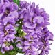 thumbnail image 4 of Arbusto Artificial de Glicinia Lavanda Vickerman 48 cm para Interior, 4 of 8