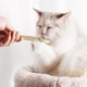 thumbnail image 4 of Juguete masticable para gatos con hierba gatera orgánica, juguete interactivo para gatos de interior., 4 of 5