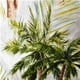 thumbnail image 2 of Set 4 Cojines Lona Palm Beach, 2 of 3