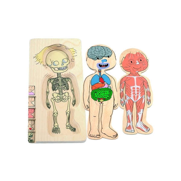 Seigard - Puzle De Capas Cuerpo Humano Niña