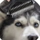 thumbnail image 2 of Set 3 Cepillo Corto Pelo Deslanador Mascotas Hogar Lau, 2 of 3