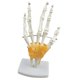 thumbnail image 5 of Modelo De Articulación De Mano De Tama?o Real, Modelo De Anatomía Humana, Herramientas De Aprendizaje Para Ni?os, 5 of 5
