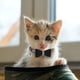 thumbnail image 5 of 3 Pieces Rhinestones Gato Collars Bling Breakaway Gato Collar con Love Hearte Blow Campana Adjustable Gato Collar fo Gato, Small Dog Negro, Azul and Rosa, 5 of 7