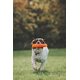 thumbnail image 5 of Juguete para perros Chuckit! Air Fetch Stick de goma de alta visibilidad, 5 of 7