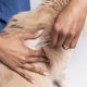 thumbnail image 4 of Pinza Tweezerman para retirar garrapatas en perros y gatos, 4 of 9