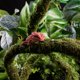 thumbnail image 2 of Enredadera para reptiles USMOLA 198 cm Musgo flexible verde selva, 2 of 7