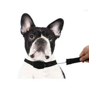 Mundo Eve - Collar Retractil Para Mascotas