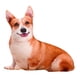 thumbnail image 3 of Cojín De Perro Cojín Divertido Animal Muñecas Lindo Para Regalo De Navidad, 3 of 3
