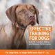 thumbnail image 3 of Remote Trainer SportDog SportTrainer 500 m impermeable naranja, 3 of 8