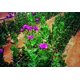 thumbnail image 3 of Malla tutora para plantas Tenax Hortonova SM 36 cm x 100 m blanca, 3 of 8