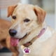 thumbnail image 3 of Paq 12 Chapas De Identificacion Perros Y Gatos Mascotas Lau, 3 of 3