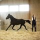 thumbnail image 2 of Surcingle de entrenamiento HORZE 170-200 cm negro de nailon, 2 of 5