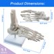 thumbnail image 2 of Modelo de pie y tobillo humanos EVOTECH SCIENTIFIC, tamaño natural, 2 of 9