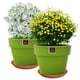 thumbnail image 3 of Set de 2 Maceta Greta 22cm Verde Apio y sus platos, 3 of 3