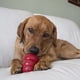 thumbnail image 3 of Snack para Perro KONG Easy Treat Bacon Queso 227g Dental, 3 of 3