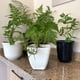 thumbnail image 3 of Set de 5 Maceteros Biodegradables Cuadrado Blanco, 3 of 3