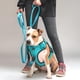 thumbnail image 5 of Correa De Paseo Tactic Para Perros Street Dogs 5m turquesa, 5 of 5