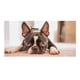 thumbnail image 1 of Boston Terrier Fondo Temático Pancarta Suministros de Decoración para Fiesta de Cumpleaños, Decoración de Fondo de Fiesta Personalizado,150x90cm, 1 of 6