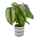 thumbnail image 3 of Plata dracena artificial, 3 of 4