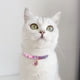 thumbnail image 5 of Collar para gatos con colgante de cascabel Pajarita para perros pequeños, 5 of 5