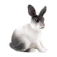 thumbnail image 4 of Figura De Conejo Realista Zoológico Modelo De Animales De Granja Juguetes De Ense?anza Decoración De Mesa En Cuclillas Blanco Y Negro, 4 of 5