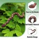 thumbnail image 5 of Juego de 3 serpientes de goma, realistas, falsas, de juguete para jardín, 5 of 7