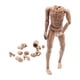 thumbnail image 3 of Escala 1: 6 Cuerpo Desnudo Masculino Posible 28 Articulaciones Movibles 12 "Figura De Acción Trigo, 3 of 5