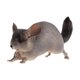 thumbnail image 5 of Modelo De Estatuilla De Animal, Recuerdo De Fiesta, Decoración Del Hogar, Artesanía, Estatuilla De Juguete Pintada A Mano, Chinchilla, 5 of 5