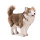 thumbnail image 1 of Peluche de Perro Husky Hansa 35 cm de Altura, 1 of 9