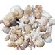 thumbnail image 1 of Vaso Seashells Home, tamaño mediano, mezcla de colores blancos, tostados y rosas, 1 of 7