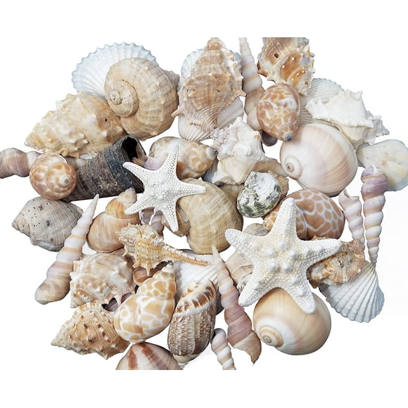 Vaso Seashells Home, tamaño mediano, mezcla de colores blancos, tostados y rosas