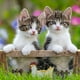 thumbnail image 2 of RAVENSBURGER PUZZLE GATOS - 3X49., 2 of 4