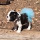 thumbnail image 2 of Disfraz De Perro Y Gato Para Mascota, Tutú, Fiesta De Animales, Falda De Tul, 2 of 7