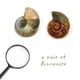 thumbnail image 5 of Fósiles Fabrvog 4‑5 cm con Caja y Lupa, 5 of 6