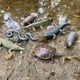 thumbnail image 2 of Juego de juguetes educativos Safari Ltd. Everglades TOOB 11 Figures, 2 of 5