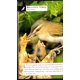 thumbnail image 4 of Libro Scholastic Aves (National Audubon Society), 4 of 4