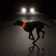 thumbnail image 5 of Collar LED para perros - Collar para perros con luz recargable por USB que brilla en la oscuridad., 5 of 6