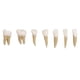 thumbnail image 1 of Dental 1:1 Modelo De Dientes Permanentes Dispositivo De Práctica De Estudio De Demostración Escolar, 1 of 5