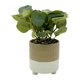 thumbnail image 1 of Planta Artificial 26cm, 1 unidad, 1 of 4