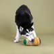 thumbnail image 2 of Peluche para perros con flecos Watch Your Step, 19 x 18 x 10 cm, 2 of 2
