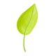 thumbnail image 1 of 10x Maceta Con Forma De Hoja, Embudo De Riego, Picos De Jardín Para El Hogar, Verde Luminoso, 1 of 5