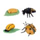 thumbnail image 2 of Juego De Ciclo De Crecimiento Animal, Juguete Cognitivo Montessori, Accesorios De Enseñanza Para Niños, 2 of 3
