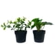 thumbnail image 1 of Planta artificial 9x17cm, 1 of 8