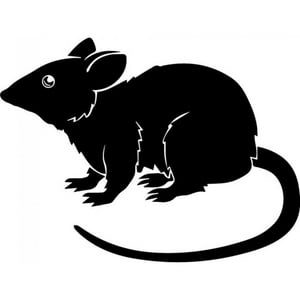 Rienda Libre Graphics - Decomural Rat Rodent Animals Ws-32779