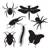 Rienda Libre Graphics - Decomural Insect Beetle Spider Set Ws-33083