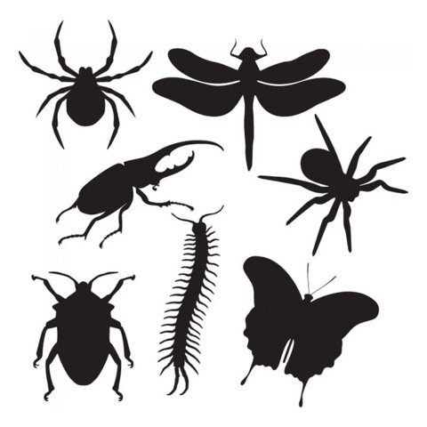 Rienda Libre Graphics - Decomural Insect Beetle Spider Set Ws-33083