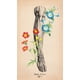 thumbnail image 4 of El Tarot De Anatomía Y Botánica Antiguas, 4 of 6