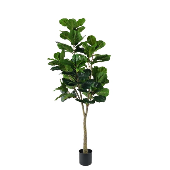 Ficus Lyrata 180cms