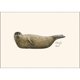 thumbnail image 2 of Juego de tarjetas de notas Earth Sky + Water, 8 tarjetas 9×13 cm, 2 of 3